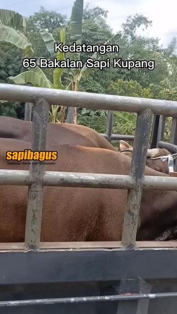 Kedatangan-65-Bibit-Bakalan-Sapi-Kupang